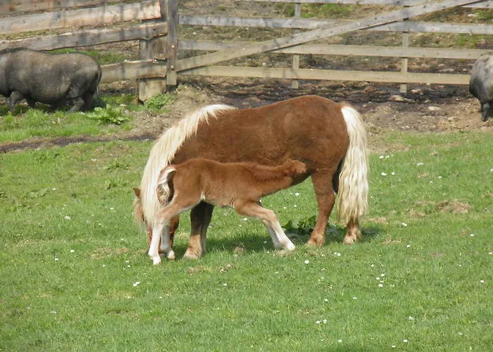 宾馆 Landgasthof Poellauerhof