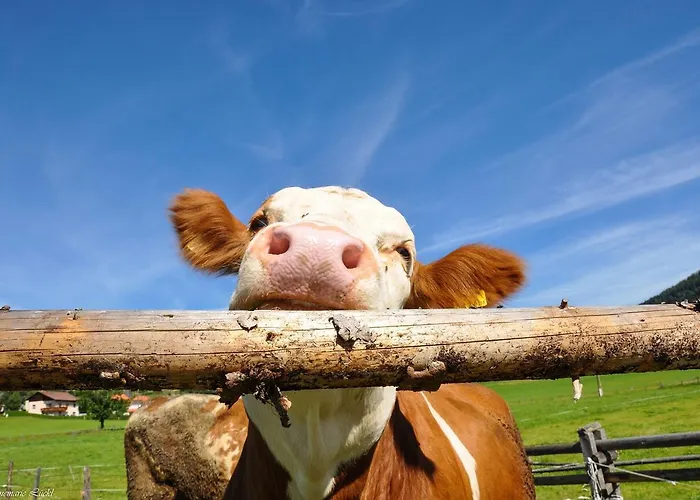 Landgasthof Poellauerhof 宾馆 3*