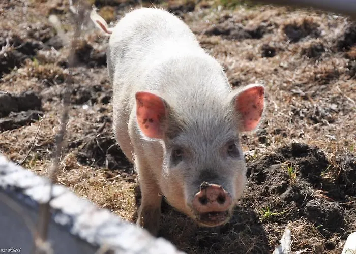 Landgasthof Poellauerhof 3*