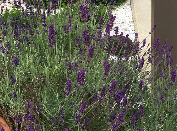 宾馆 Landgasthof Poellauerhof Neumarkt in Steiermark